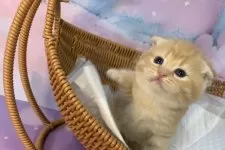 スコティッシュフォールド(折れ耳)【大阪府・女の子・2025年12月4日・レッドタビー】の写真3