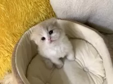 スコティッシュフォールド(折れ耳)【大阪府・男の子・2025年2月13日・クリームタビー&ホワイト】の写真7