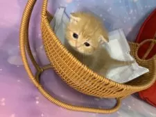 スコティッシュフォールド(折れ耳)【大阪府・男の子・2025年12月4日・レッドタビー】の写真3