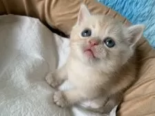 スコティッシュフォールド(立ち耳)【大阪府・男の子・2025年6月6日・クリームタビー】の写真3