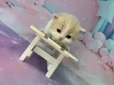 マンチカン(短足)【大阪府・女の子・2025年11月26日・クリームタビー&ホワイト】の写真3