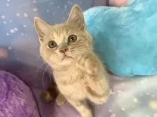 スコティッシュフォールド(立ち耳)【大阪府・男の子・2025年9月8日・クリームタビー&ホワイト】の写真3