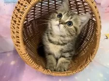 スコティッシュフォールド(立ち耳)【大阪府・女の子・2025年8月18日・ブラウンタビー】の写真3