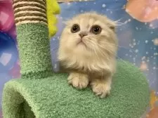 スコティッシュフォールド(折れ耳)【大阪府・男の子・2025年9月12日・クリームタビー】の写真3