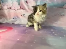 スコティッシュフォールド(立ち耳)【大阪府・女の子・2025年10月17日・ダイリュートキャリコ】の写真4