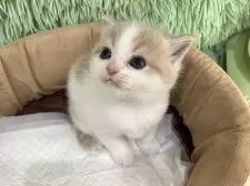 スコティッシュフォールド(立ち耳)【大阪府・男の子・2025年4月23日・クリームタビー&ホワイト】の写真4