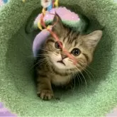 スコティッシュフォールド(立ち耳)【大阪府・女の子・2025年8月18日・ブラウンタビー】の写真4