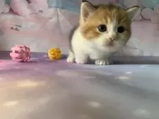 マンチカン(短足)【大阪府・女の子・2025年9月27日・キャリコ】の写真4