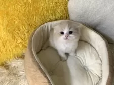 スコティッシュフォールド(折れ耳)【大阪府・男の子・2025年2月13日・クリームタビー&ホワイト】の写真8