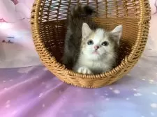 マンチカン(長足)【大阪府・女の子・2025年9月13日・キャリコ】の写真4