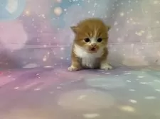 スコティッシュフォールド(立ち耳)【大阪府・男の子・2025年12月8日・レッドタビー&ホワイト】の写真4