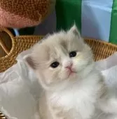 スコティッシュフォールド(立ち耳)【大阪府・男の子・2025年8月23日・クリームタビー&ホワイト】の写真4
