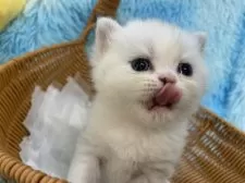 スコティッシュフォールド(立ち耳)【大阪府・男の子・2025年7月17日・シルバータビー&ホワイト】の写真9