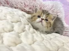 エキゾチックショートヘア【大阪府・男の子・2026年3月1日・ブラウンタビー&ホワイト】の写真5