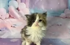 スコティッシュフォールド(立ち耳)【大阪府・女の子・2025年10月17日・ダイリュートキャリコ】の写真5