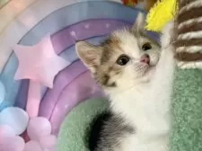 マンチカン(長足)【大阪府・女の子・2025年9月13日・キャリコ】の写真5