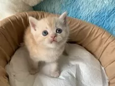 スコティッシュフォールド(立ち耳)【大阪府・男の子・2025年6月6日・クリームタビー】の写真5