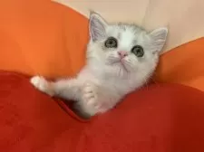 スコティッシュフォールド(立ち耳)【大阪府・女の子・2025年8月1日・シルバータビー&ホワイト】の写真9