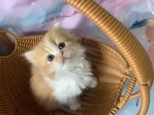 スコティッシュフォールド(立ち耳)【大阪府・女の子・2025年10月3日・レッドタビー&ホワイト】の写真5