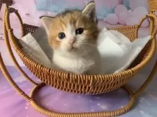 マンチカン(短足)【大阪府・女の子・2025年9月27日・キャリコ】の写真5