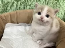 スコティッシュフォールド(立ち耳)【大阪府・男の子・2025年4月23日・クリームタビー&ホワイト】の写真6