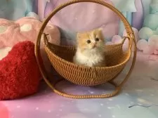 スコティッシュフォールド(立ち耳)【大阪府・女の子・2025年10月3日・レッドタビー&ホワイト】の写真6