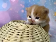 スコティッシュフォールド(立ち耳)【大阪府・男の子・2025年11月16日・レッドタビー&ホワイト】の写真6