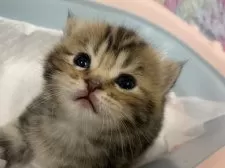 スコティッシュフォールド(立ち耳)【大阪府・女の子・2025年8月18日・ブラウンタビー】の写真9