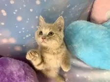 スコティッシュフォールド(立ち耳)【大阪府・男の子・2025年9月8日・クリームタビー&ホワイト】の写真6