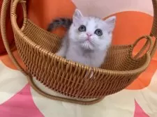 スコティッシュフォールド(立ち耳)【大阪府・女の子・2025年8月1日・シルバータビー&ホワイト】の写真11