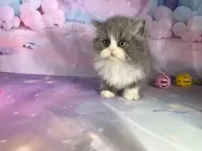 スコティッシュフォールド(立ち耳)【大阪府・女の子・2025年9月12日・ブルータビー&ホワイト】の写真7