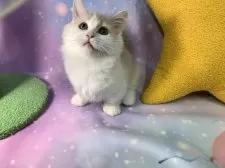 マンチカン(短足)【大阪府・男の子・2025年6月23日・クリームタビー&ホワイト】の写真5