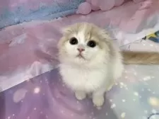 スコティッシュフォールド(折れ耳)【大阪府・女の子・2025年9月17日・クリームタビー&ホワイト】の写真7