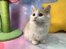 マンチカン(短足)【大阪府・男の子・2025年6月23日・クリームタビー&ホワイト】の写真6