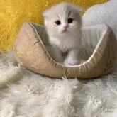 スコティッシュフォールド(折れ耳)【大阪府・男の子・2025年2月13日・クリームタビー&ホワイト】の写真11