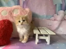 スコティッシュフォールド(立ち耳)【大阪府・女の子・2025年10月3日・レッドタビー&ホワイト】の写真8