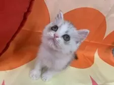 スコティッシュフォールド(立ち耳)【大阪府・女の子・2025年8月1日・シルバータビー&ホワイト】の写真12