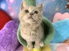 スコティッシュフォールド(立ち耳)【大阪府・男の子・2025年9月8日・クリームタビー&ホワイト】の写真8