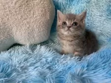 スコティッシュフォールド(立ち耳)【大阪府・男の子・2025年6月4日・ブルータビー】の写真2