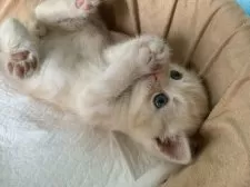 スコティッシュフォールド(立ち耳)【大阪府・男の子・2025年6月6日・クリームタビー】の写真8