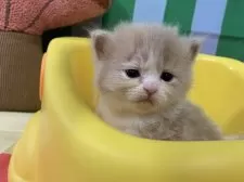 スコティッシュフォールド(立ち耳)【大阪府・男の子・2025年8月23日・クリームタビー&ホワイト】の写真8