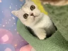 スコティッシュフォールド(立ち耳)【大阪府・男の子・2025年7月17日・シルバータビー&ホワイト】の写真4