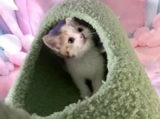 マンチカン(長足)【大阪府・女の子・2025年9月13日・キャリコ】の写真9