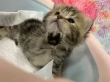 スコティッシュフォールド(立ち耳)【大阪府・女の子・2025年8月18日・ブラウンタビー】の写真11