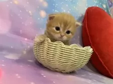 スコティッシュフォールド(立ち耳)【大阪府・男の子・2025年12月8日・レッドタビー】の写真9