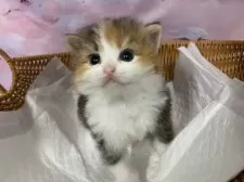 マンチカン(長足)【大阪府・女の子・2025年9月27日・キャリコ】の写真8