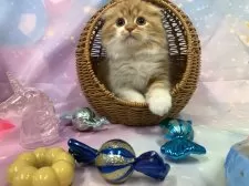 スコティッシュフォールド(折れ耳)【大阪府・男の子・2025年8月20日・レッドタビー&ホワイト】の写真9