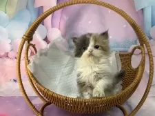 スコティッシュフォールド(立ち耳)【大阪府・女の子・2025年10月17日・ダイリュートキャリコ】の写真9