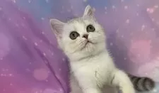 スコティッシュフォールド(立ち耳)【大阪府・男の子・2025年7月17日・シルバータビー&ホワイト】の写真7