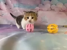 マンチカン(短足)【大阪府・女の子・2025年9月27日・キャリコ】の写真9